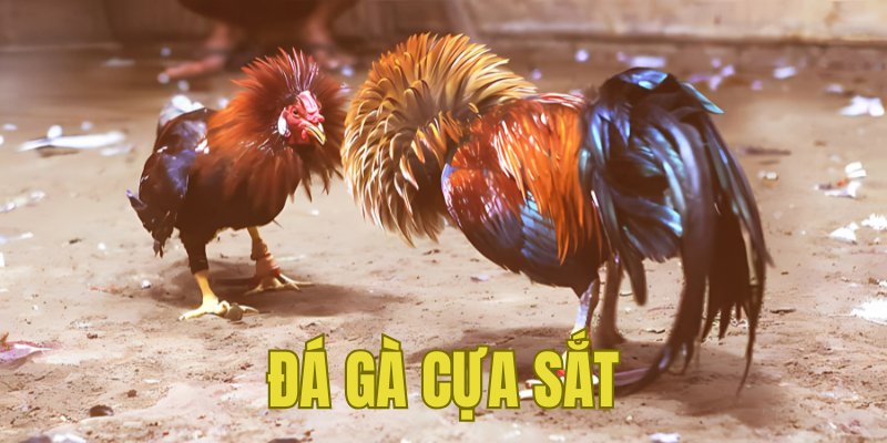 Banner www.banghieugiarehcm.vn